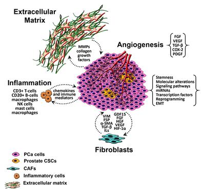 Frontiers | Tumor Microenvironment in Prostate Cancer: Toward